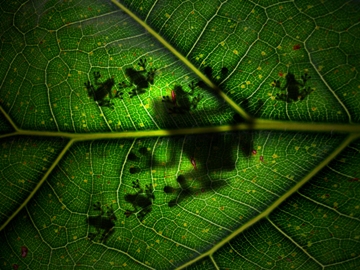 This creative photo (photoshopped for effect) speaks directly to all facets of the Natural Sciences ... a momma frog and her babies resting on a leaf.  Photo by photographer/designer "barunpatro" from India.
